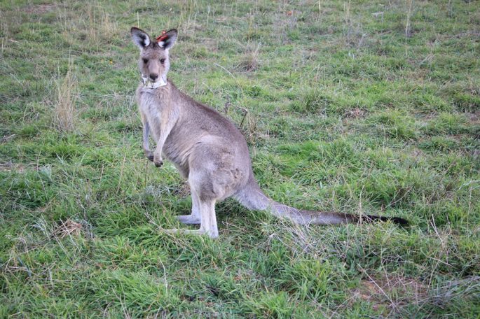 Mobile Kangaroo – My Weston Park, Canberra Visit - SKMLifeStyle