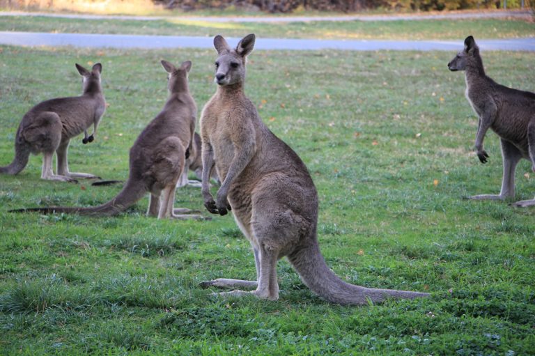 Mobile Kangaroo – My Weston Park, Canberra Visit - SKMLifeStyle